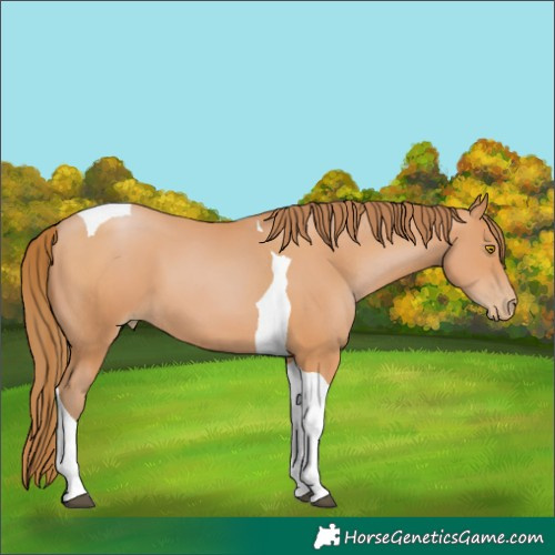 Horse Color:Bay Pearl Tobiano 