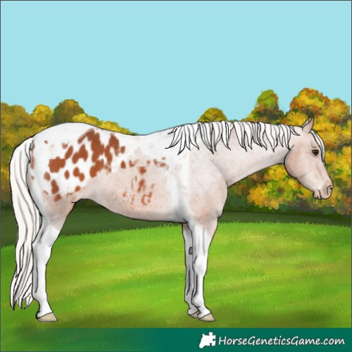 Horse Color:Silver Bay Tobiano Appaloosa 