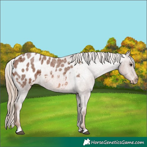 Horse Color:Red Roan Appaloosa 