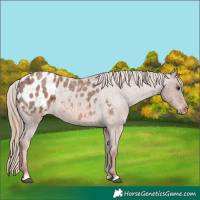 Horse Color:Red Roan Appaloosa 