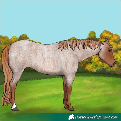 Horse Color:Red Roan 