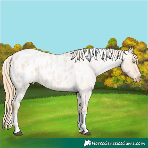 Horse Color:Red Roan Pearl Tobiano Appaloosa 