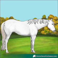 Horse Color:Gray Red Dun Pearl Appaloosa 