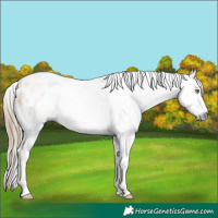 Horse Color:Gray Red Dun Pearl Appaloosa 