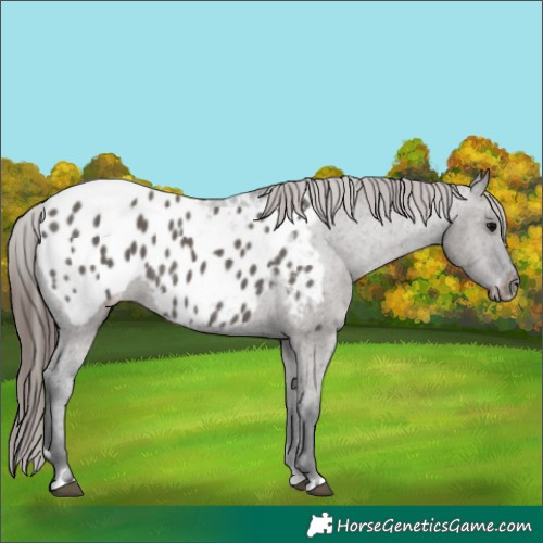 Horse Color:Grullo Appaloosa 