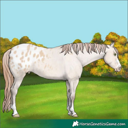 Horse Color:Amber Champagne Dun Appaloosa 