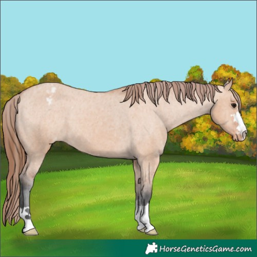 Horse Color:Bay Dun Appaloosa 
