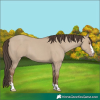 Horse Color:Classic Champagne Dun 