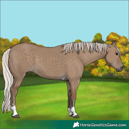 Horse Color:Silver Grullo Tobiano 