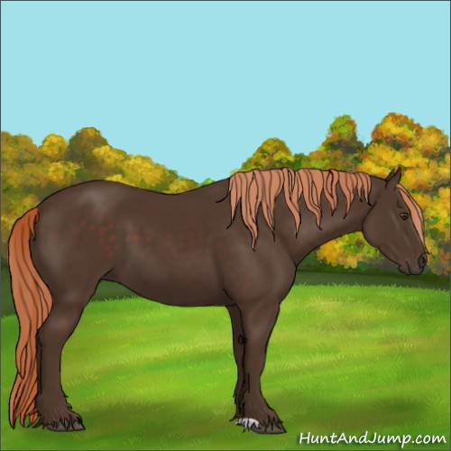 Horse Color:Liver Chestnut 
