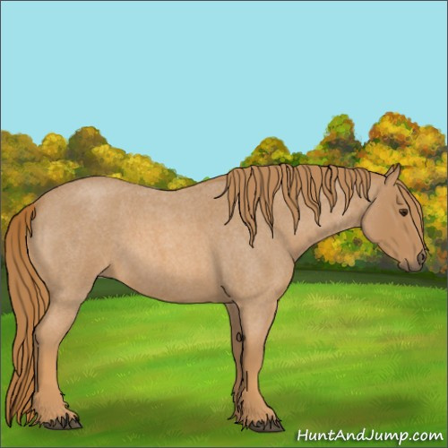 Horse Color:Red Roan 