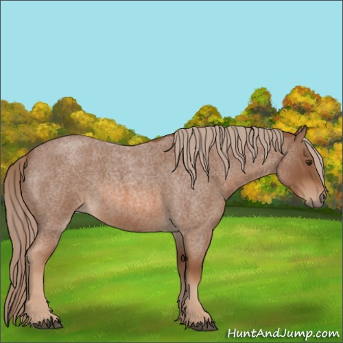 Horse Color:Red Roan 