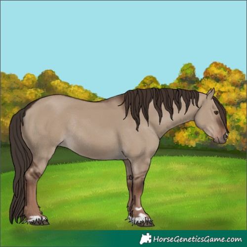 Horse Color:Liver Red Dun Rabicano 