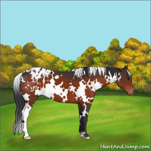 Horse Color:White Spotted Brown Appaloosa