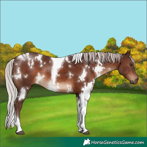 Horse Color:White Spotted Chocolate Silver Brown Tobiano