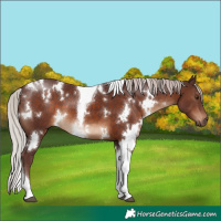 Horse Color:White Spotted Chocolate Silver Brown Tobiano 