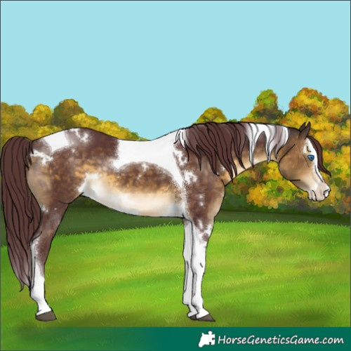 Horse Color:White Spotted Chocolate Buckskin Splash Tobiano Rabicano