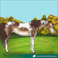 Horse Color:White Spotted Chocolate Buckskin Splash Tobiano Rabicano 
