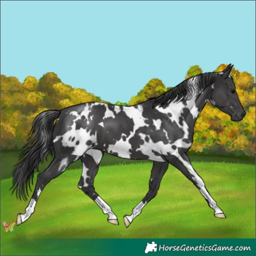Horse Color:White Spotted Black 