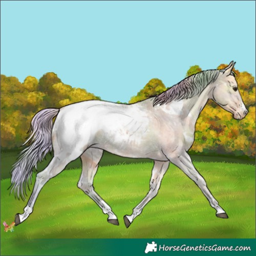 Horse Color:Nacre White Spotted Silver Buckskin Ice Appaloosa 