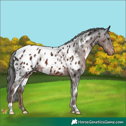 Horse Color:White Spotted Liver Chestnut Appaloosa 
