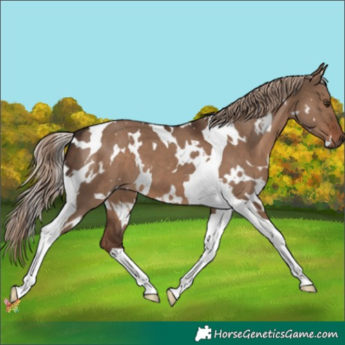Horse Color:White Spotted Liver Red Dun Tobiano 