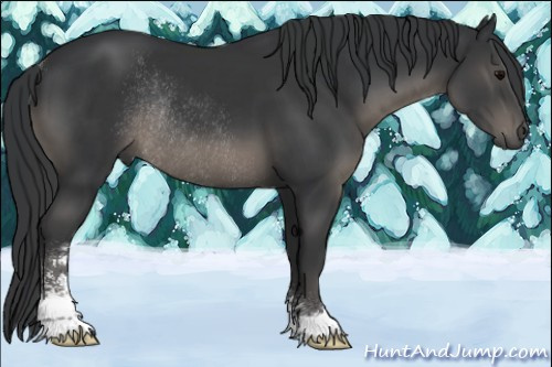 Horse Color:Black Sabino Rabicano 
