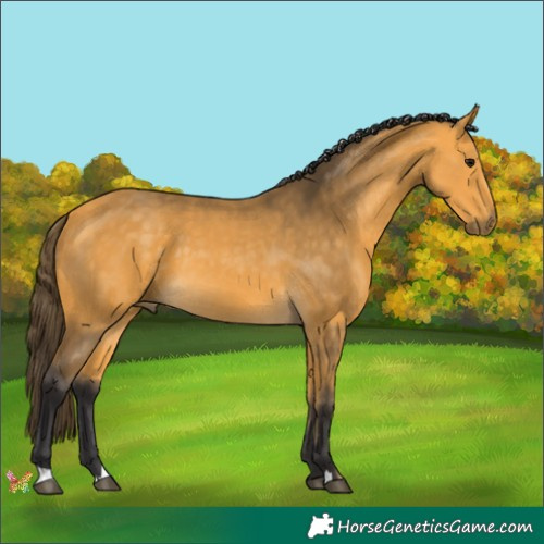 Horse Color:Buckskin 