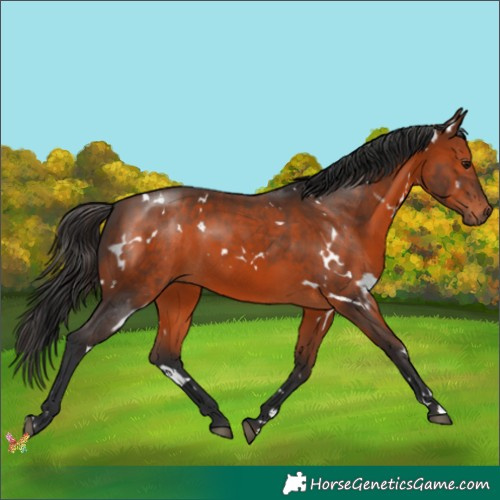 Horse Color:White Spotted Brown 