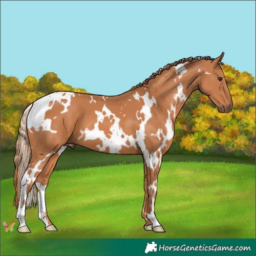 Horse Color:White Spotted Chestnut 