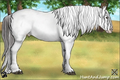 Horse Color:Liver Chestnut Appaloosa 