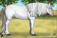 Horse Color:Liver Chestnut Appaloosa 