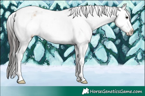 Horse Color:Brown Ice Onyx Sabino Tobiano Appaloosa 