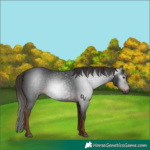 Horse Color:Gray White Spotted Liver Chestnut