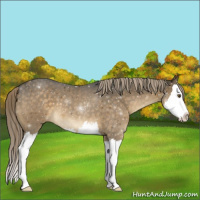 Horse Color:Chocolate Palomino Sabino Splash 