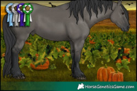 Horse Color:Grullo 