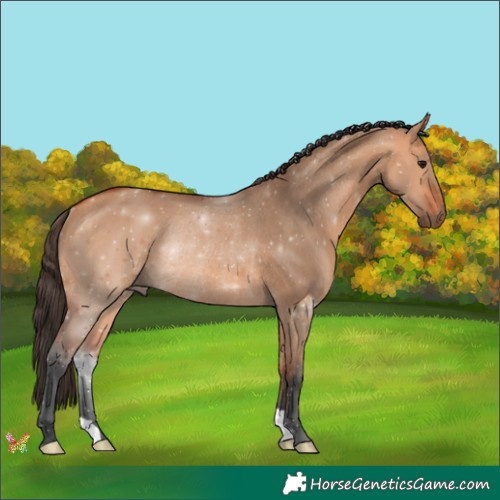 Horse Color:Bay Dun Rabicano 