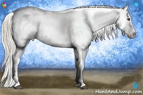 Horse Color:Silver Brown Appaloosa 