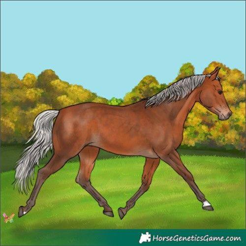 Horse Color:Silver Bay 