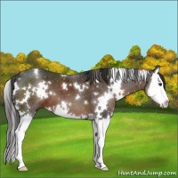 Horse Color:White Spotted Liver Chestnut Sabino Splash 