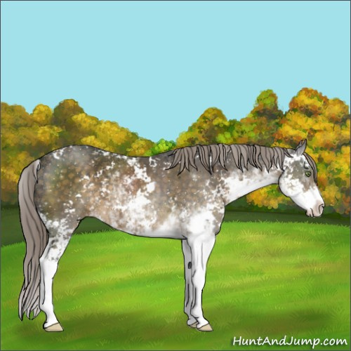 Horse Color:Chocolate Palomino Sabino 