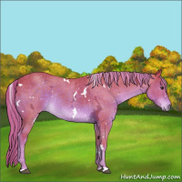 Horse Color:Watercolor White Spotted Liver Chestnut Ice Rabicano 