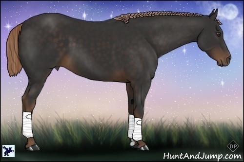 Horse Color:Liver Chestnut 