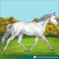 Horse Color:White Spotted Liver Chestnut Mushroom Appaloosa 