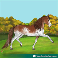 Horse Color:White Spotted Chestnut 