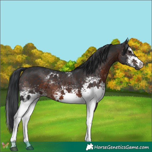 Horse Color:White Spotted Brown