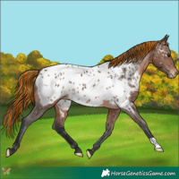 Horse Color:Painted Brown Appaloosa 