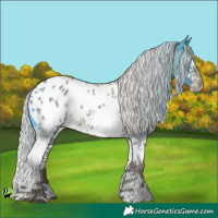 Horse Color:White Spotted Silver Grullo Appaloosa 
