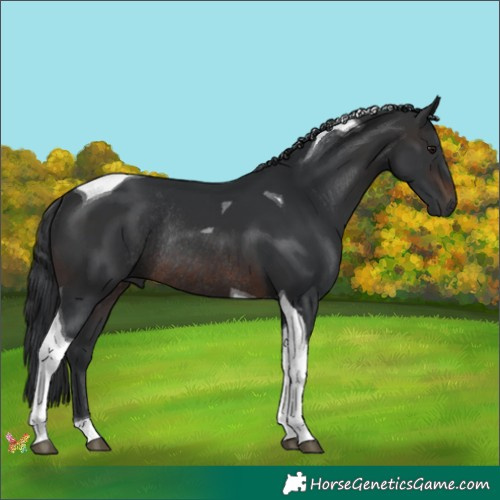 Horse Color:Brown Tobiano Rabicano 
