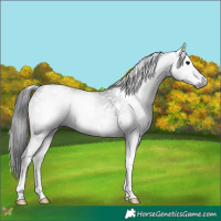 Horse Color:Gray Blue Onyx Tobiano 